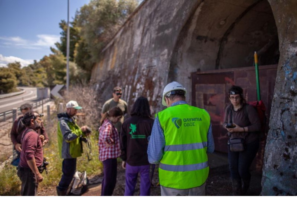 Η Ολυμπία Οδός εφαρμόζει πρόγραμμα προστασίας νυχτερίδων