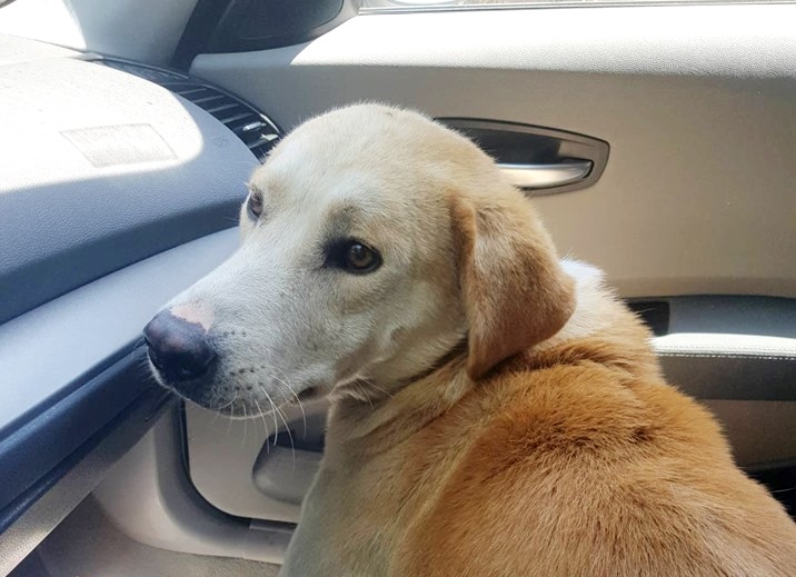 Κρήτη: Καλά στην υγεία του ο σκύλος που τον έσερνε ηλικιωμένος δεμένο στο αυτοκίνητό του (Video & Photos)