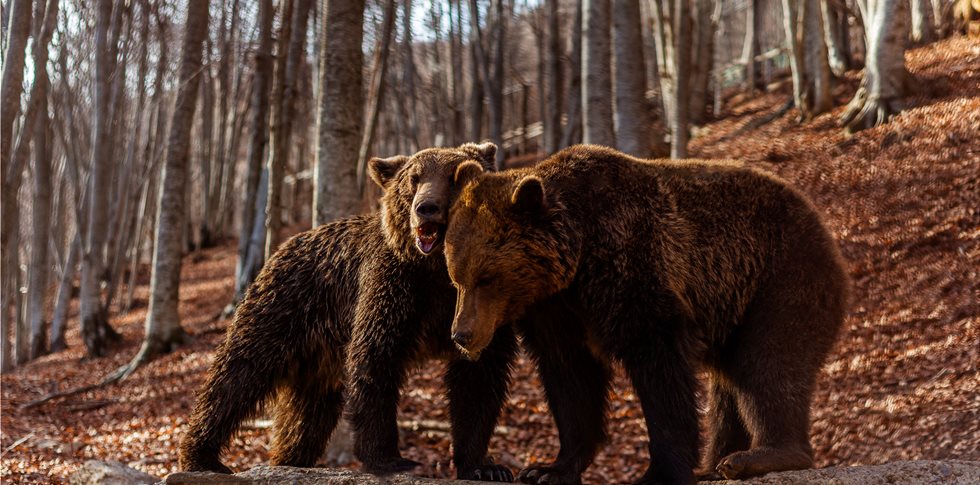 Ξύπνησαν οι αρκούδες και ανοίγει το Καταφύγιο του «Αρκτούρου» στο Νυμφαίο