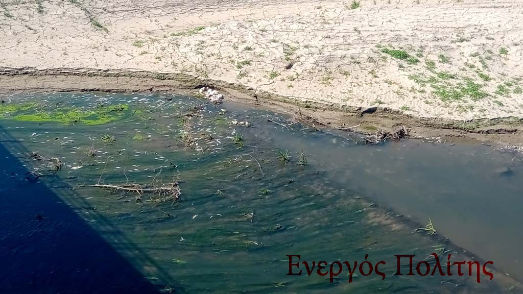 Έγκλημα χωρίς τέλος: Χιλιάδες νεκρά ψάρια και πάλι στον Πηνειό (video – εικόνες)