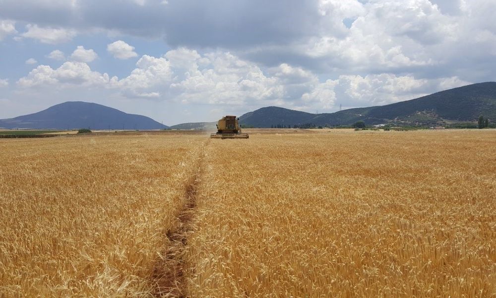 Tο ελληνικό κριθάρι σταθερή επιλογή για 13η χρονιά