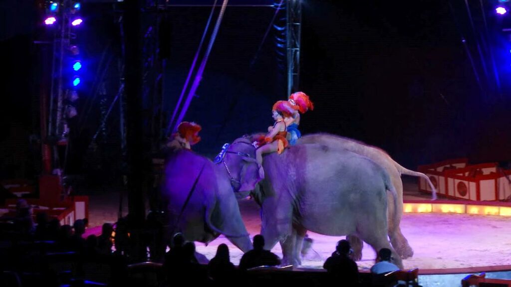 Aπίστευτο συμβάν σε τσίρκο: Δύο ελέφαντες έσπρωξαν τρίτο πάνω σε εξέδρα γεμάτη θεατές (Video)
