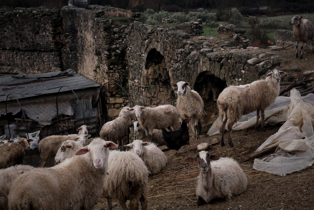 Θεσσαλία: Κλείνουν τα σφαγεία λόγω πανώλης