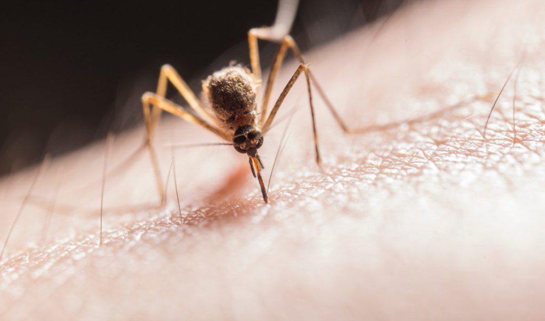 Swarms of mosquitoes threaten public health – Stagnant water is the focus
 – 2024-03-31 02:58:02