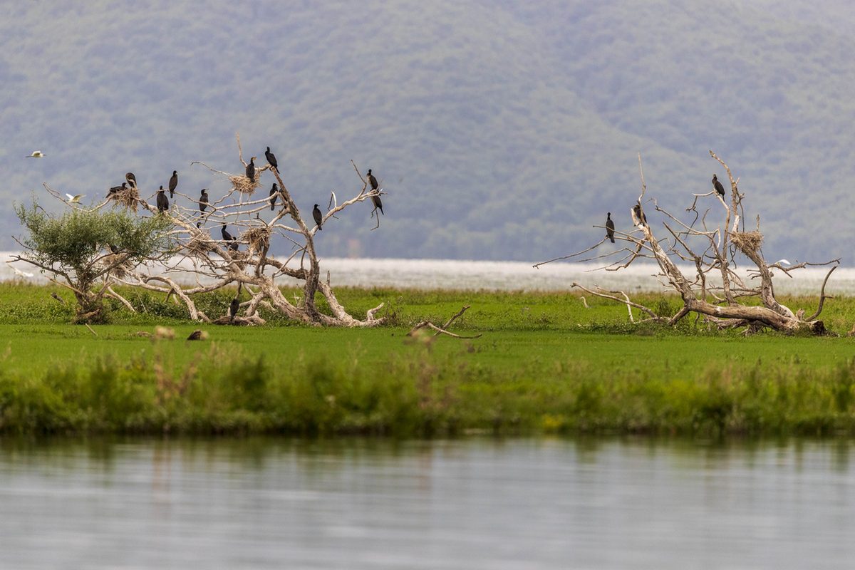 Serres: Prohibition of fishing in Lake Kerkini
 – 2024-04-01 08:47:02