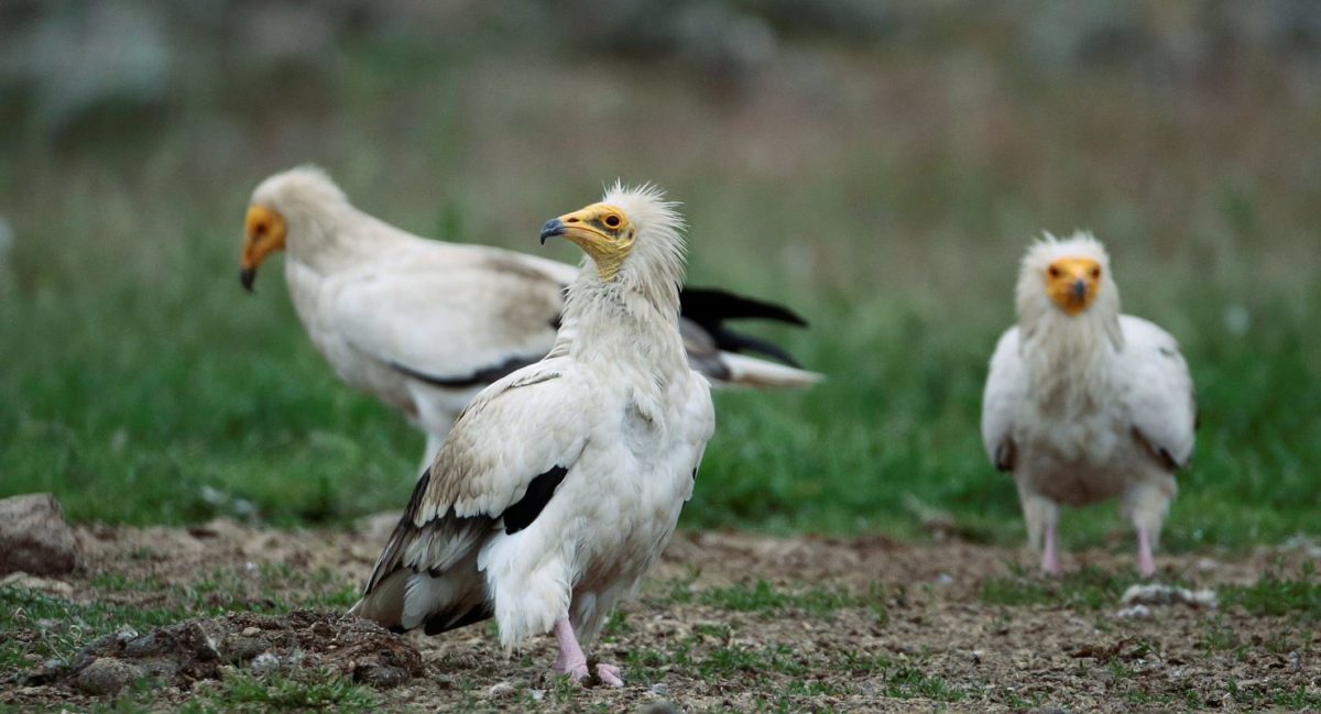 Evros: 47 wild animals dead from poisoned baits
 – 2024-04-24 04:30:52