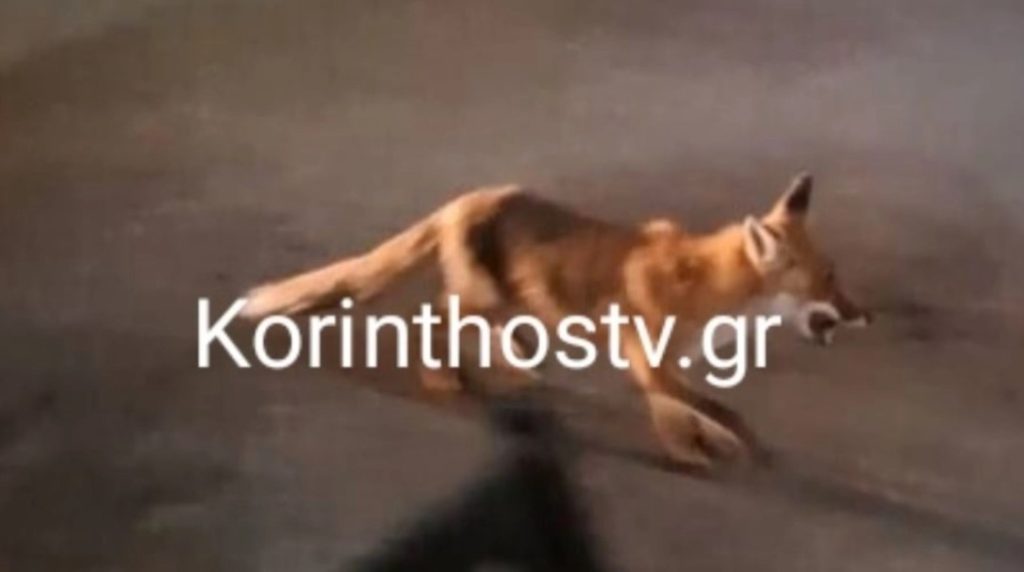 Λουτράκι: Αλεπού κόβει βόλτες αναζητώντας τροφή (Video)