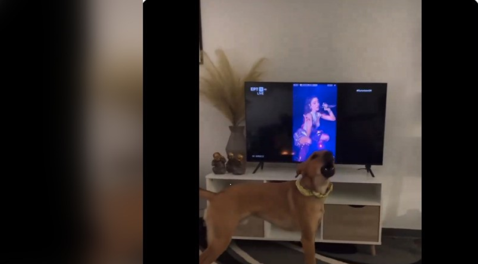 Eurovision 2024: The viral video with a dog doing… “vocals” to Marina Satti
 – 2024-05-12 03:05:34