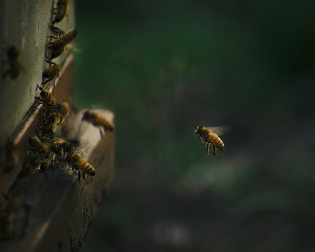 Λέσβος: Δύο άτομα στο νοσοκομείο μετά την επίθεση σμήνους μελισσών – Οι νεότερες πληροφορίες