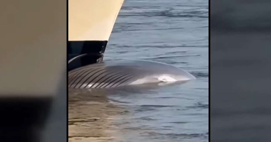 New York: Cruise ship hit an endangered whale – It was dragging it dead in its bow (Video)
 – 2024-05-10 01:53:30