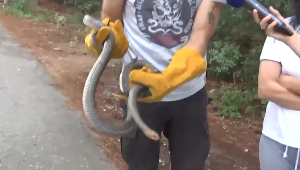 Φίδι μήκους δύο μέτρων «τρύπωσε» σε ντουζιέρα στο Πανόραμα – Το απομάκρυναν εθελοντές (Video)