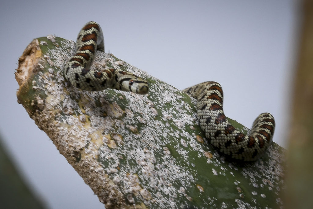 Πάτρα: Φίδι δάγκωσε 50χρονο – Υπέστη αιμορραγικό σοκ