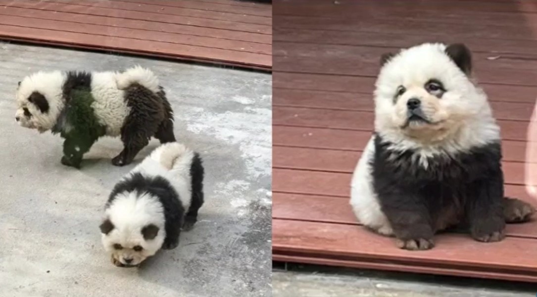 Uproar with a zoo in China – They painted dogs to look like… pandas (Videos)
 – 2024-05-10 07:00:59