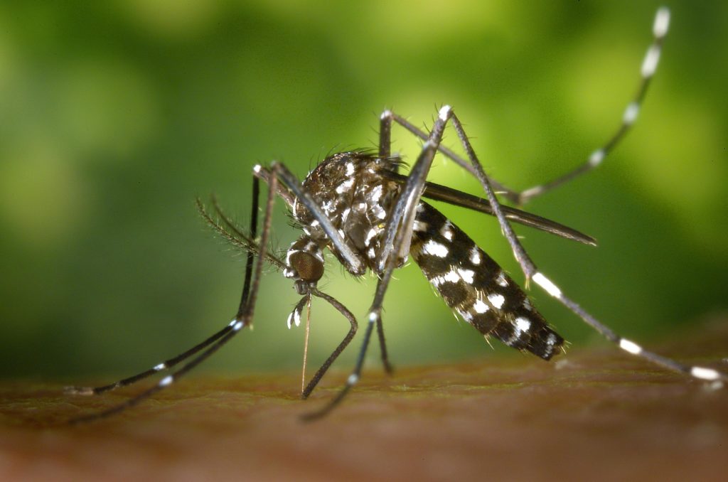 «Καμπανάκι» ΕΟΔΥ για τον ιό Δυτικού Νείλου: Προσοχή στα κουνούπια – Τα μέτρα προστασίας