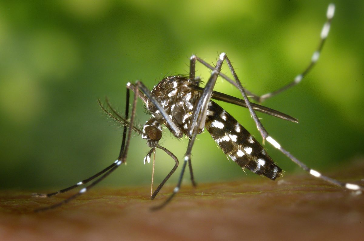 “Bell” EODY for West Nile virus: Watch out for mosquitoes – Safety measures
 – 2024-05-15 11:37:37