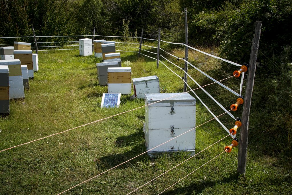 Λέσβος: Επίθεση από μέλισσες σε επιβάτες αυτοκινήτου – Οι πρώτες πληροφορίες