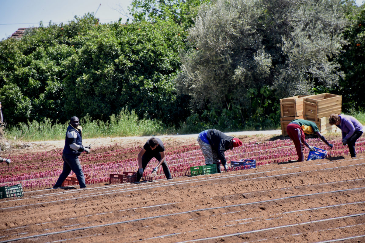 Seasonal staff: The digital platform for the Greece-Egypt settlement opens on Monday
 – 2024-06-11 09:31:02