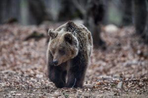 Καστοριά: Νεκρή αρκούδα 300 κιλών σε τροχαίο με ΙΧ &#8211; Σκληρές εικόνες