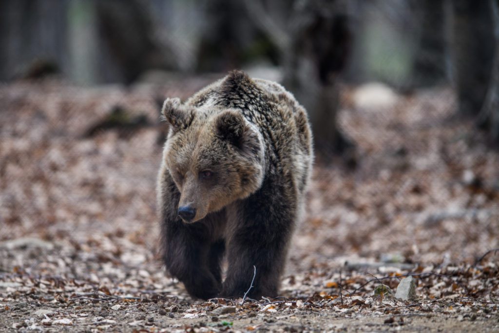 Καστοριά: Νεκρή αρκούδα 300 κιλών σε τροχαίο με ΙΧ – Σκληρές εικόνες