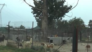 Καταγγελία για το κυνοκομείο Σερρών: Σκυλιά, ψόφια ποντίκια και κόπρανα στον ίδιο χώρο (Video)