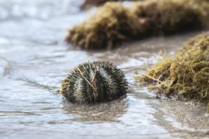 Θαλάσσια πανδημία «χτυπά» τους αχινούς &#8211; Απειλεί κοραλλιογενείς υφάλους