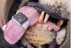 Αυστραλία: Κτηνίατρος χρησιμοποιεί Apple Watch για να παρακολουθεί την καρδιά λιονταριού (Video)