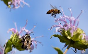 Επιστημονική ανακάλυψη: Οι μέλισσες μπορούν να ανιχνεύσουν τον καρκίνο του πνεύμονα!