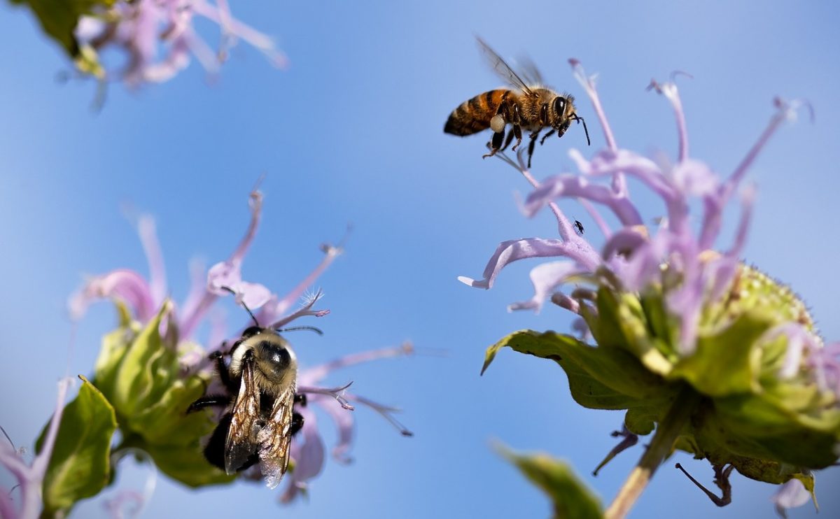 Scientific discovery: Bees can detect lung most cancers!
 – 2024-06-15 08:34:37