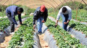 Αχαΐα: Δουλεμπόριο στα φραουλοχώραφα με εργάτες από το Νεπάλ