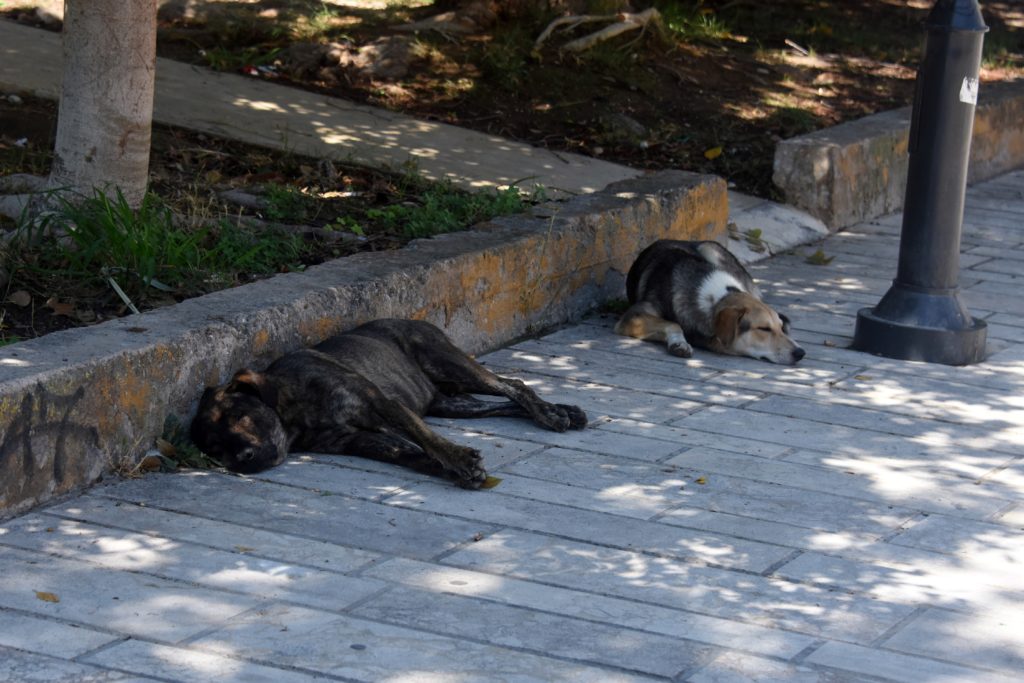 Τον σκότωσαν σε καυγά επειδή τάιζε αδέσποτα – Κάθειρξη 7 ετών σε δύο αδέλφια