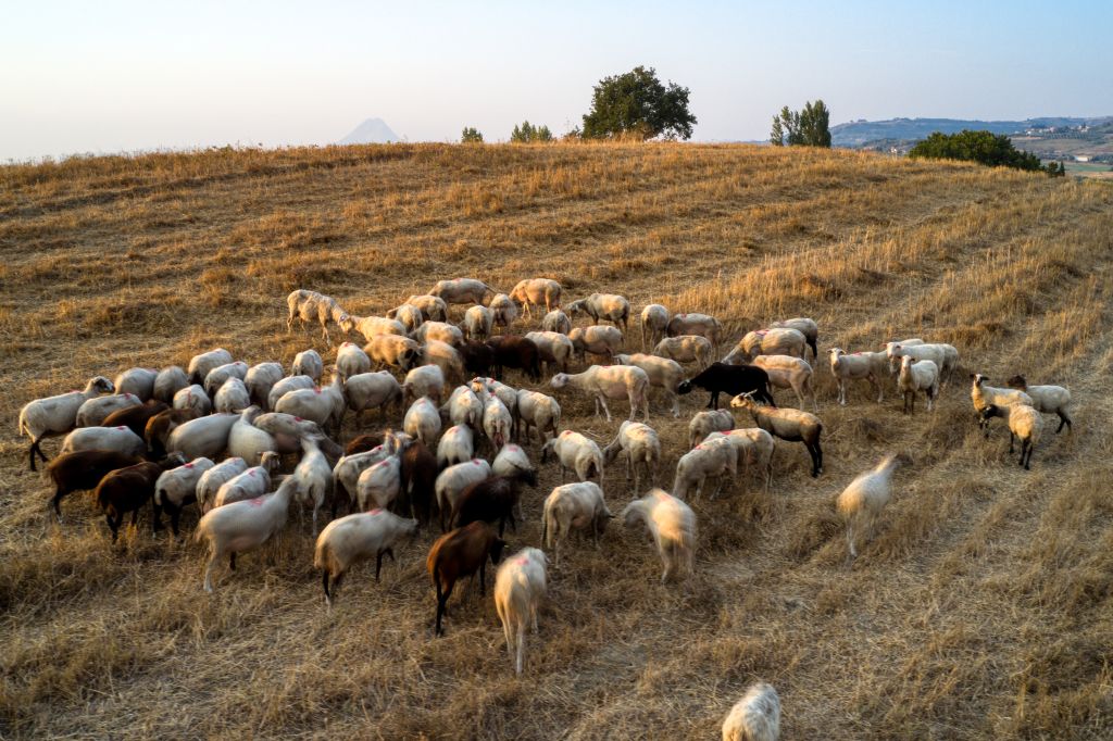 Συναγερμός για την πανώλη: Νέα μέτρα για τα αιγοπρόβατα – Τι ισχύει για μετακίνηση και σφαγή