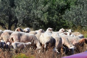 Βόλος: Άγνωστοι που πέταξαν νεκρά ζώα σε χείμαρρο