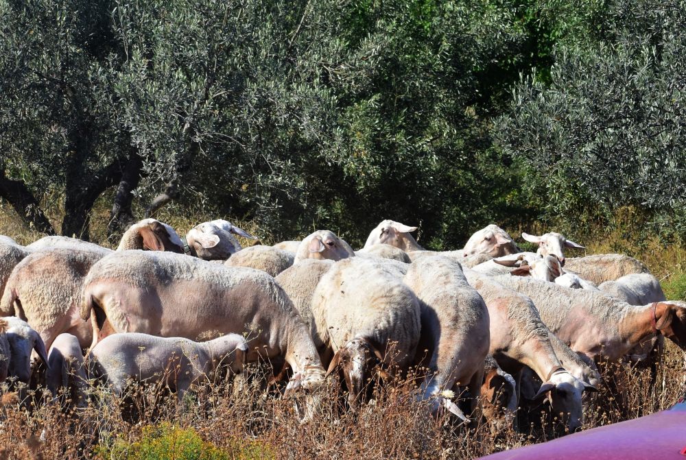 Ηράκλειο: Απαγόρευση μετακίνησης αιγοπροβάτων προς σφαγή, λόγω κρούσματος ευλογιάς