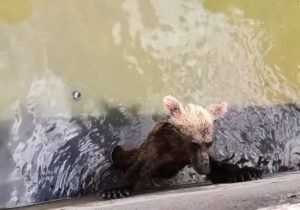 Πίνδος: Με αυτοσχέδια ράμπα έσωσαν αρκουδάκι που είχε πέσει σε δεξαμενή νερού (Video)
