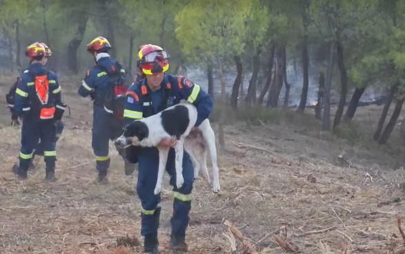 Φωτιά στην Εύβοια: Συγκινητικό βίντεο – Η στιγμή που πυροσβέστης σώζει σκύλο από μαντρί