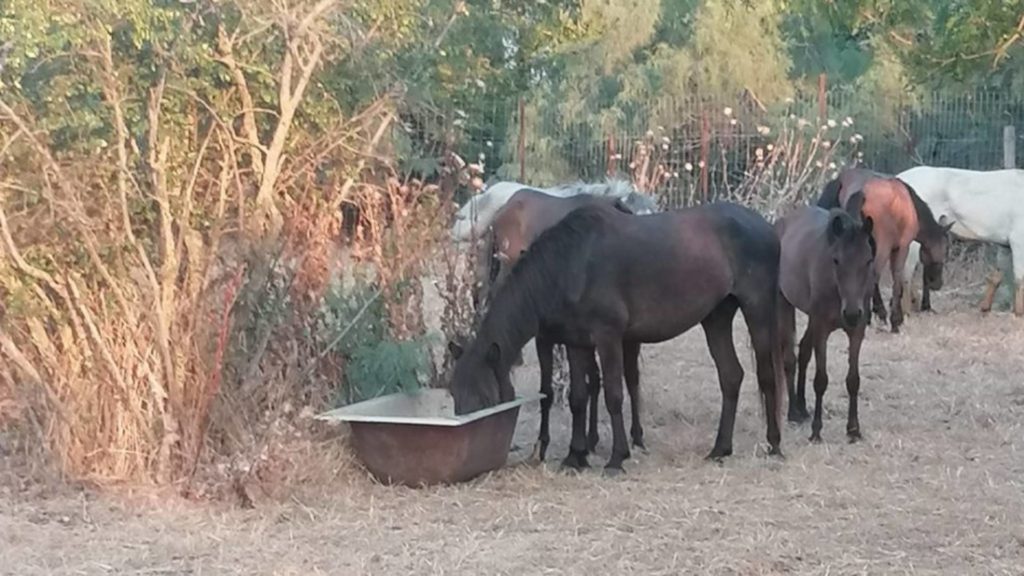 Δέλτα Έβρου: Βρέθηκαν νεκρά άλογα λόγω λειψυδρίας (Video)