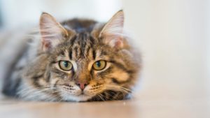 Nέα κτηνωδία στη Θεσσαλονίκη: Ακρωτηρίασαν γατάκι στον Λαγκαδά