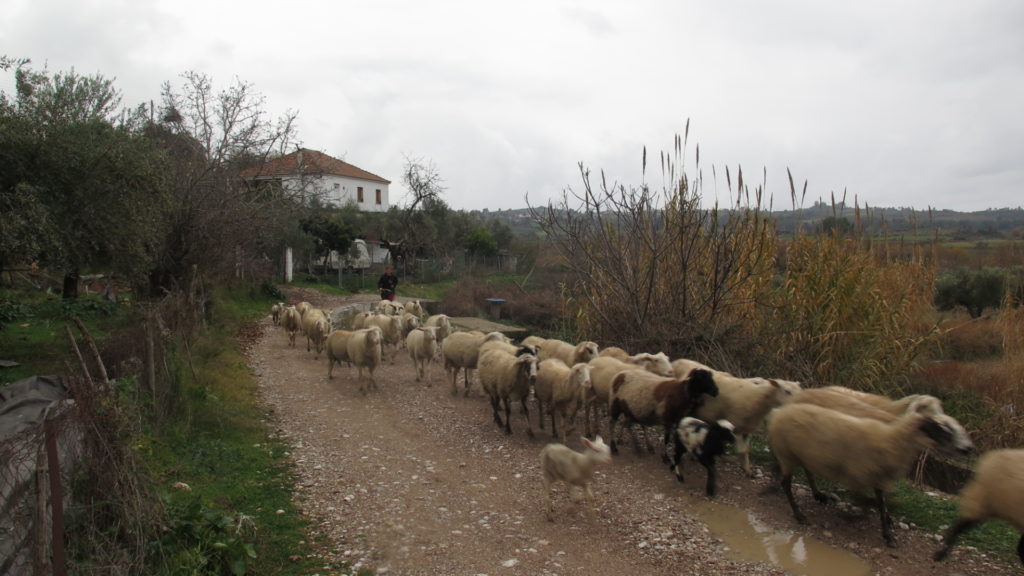 Πανώλη αιγοπροβάτων: Στα 35 τα κρούσματα με πιο πρόσφατα σε Ηλεία και Βόνιτσα – Έλεγχοι και στην Κομοτηνή