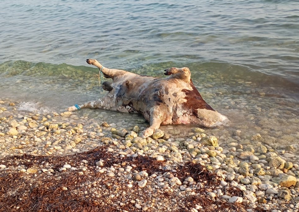 Φρίκη στη Λευκάδα: Νεκρές αγελάδες «ξέβρασε» η θάλασσα – Τα πόδια τους ήταν δεμένα με σχοινί (Photo)