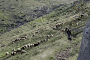 Ρέθυμνο: «Οσμή» βεντέτας πίσω από την επίθεση στον κτηνοτρόφο &#8211; Δύο μήνες πριν επιτέθηκαν με καυστικό υγρό στον γιο του (Video)