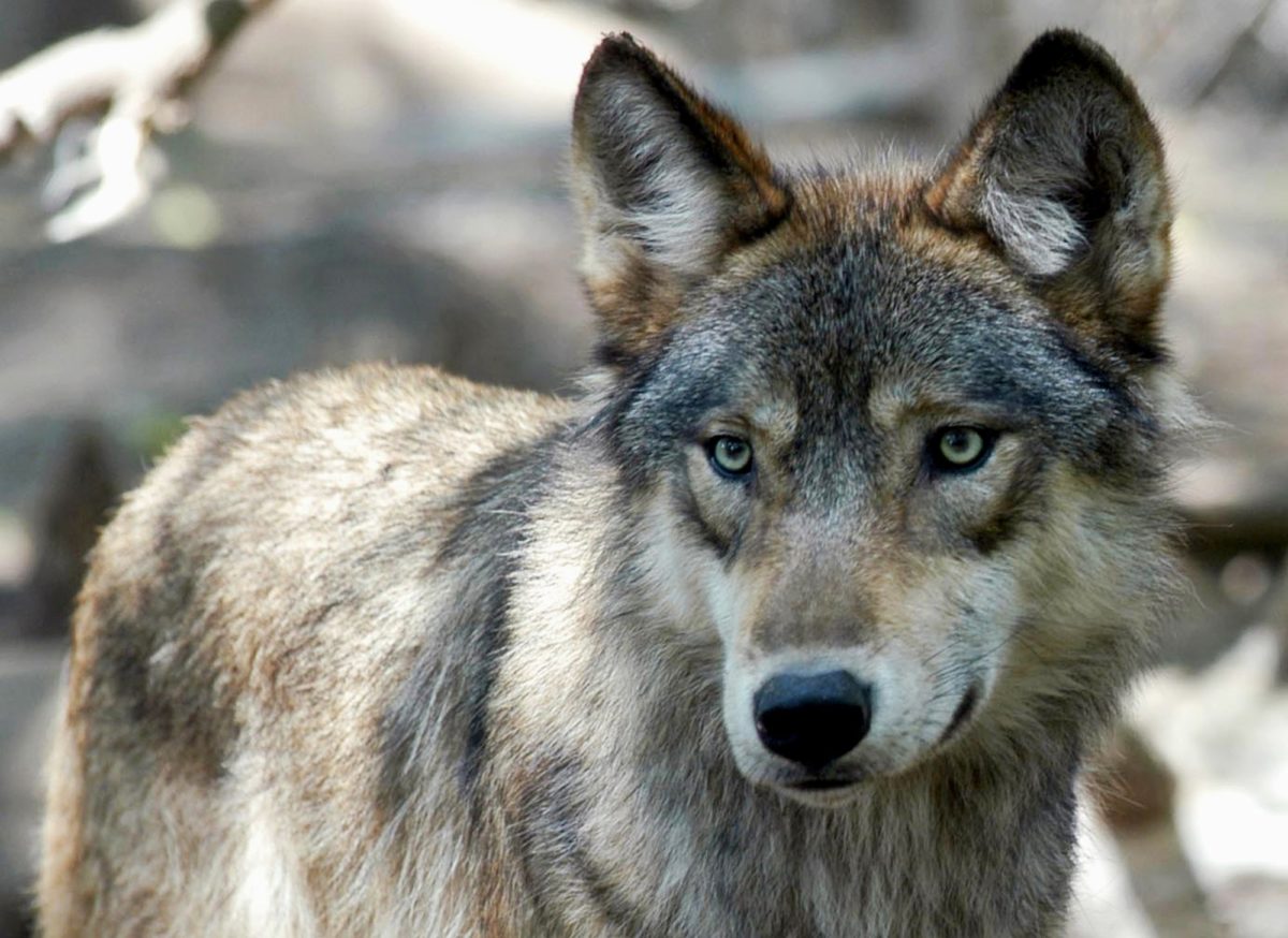 European Union: Green light to reduce wolf population – Environmental associations react
 – 2024-09-27 09:56:32