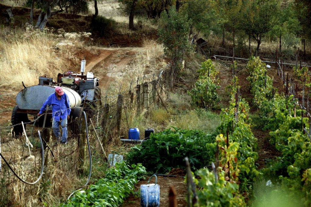 Συγκλονιστικά στοιχεία της Greenpeace: Η Ελλάδα έχασε το 31% από τα αγροκτήματά της – Άνιση κατανομή επιδοτήσεων