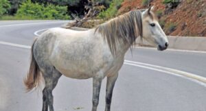 Απίστευτο τροχαίο στη Λάρισα – Περιπολικό συγκρούστηκε με&#8230; άλογο (Photos)