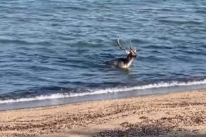 Λήμνος: Ελάφι κολυμπάει σε παραλία του νησιού (Video)