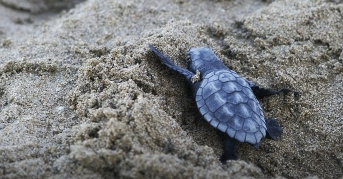 Χανιά: 500 χελωνάκια caretta-caretta έφτασαν στη θάλασσα το 2024 με την προστασία εθελοντών