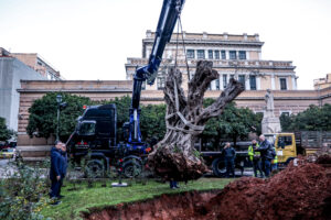 Μια ελιά 700 ετών φύτεψε ο Δήμος Αθηναίων μπροστά στην Παλιά Βουλή (Photos &#8211; Video)